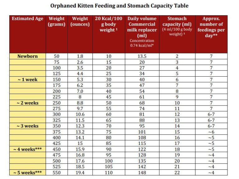 how-to-bottle-feed-a-kitten-special-pals-stomach-capacity-special
